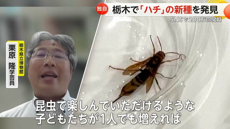 キバチと呼ばれるハチの一種だが、模様が他のキバチとは異なる新種のハチ