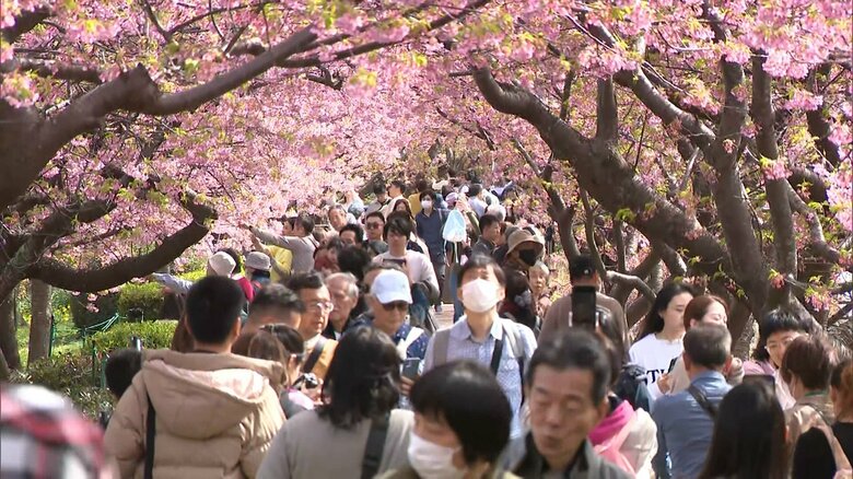 2024年の河津桜まつり（静岡県河津町）