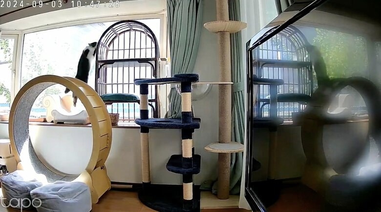 飾り棚に登る瞬間（提供：毛玉が２匹さん）