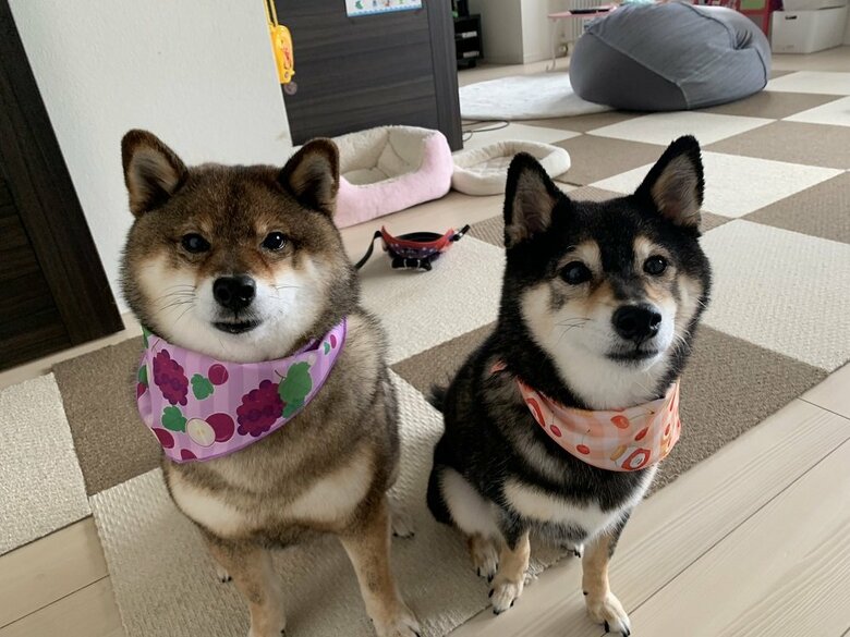 左：花ちゃん　右：あずきちゃん