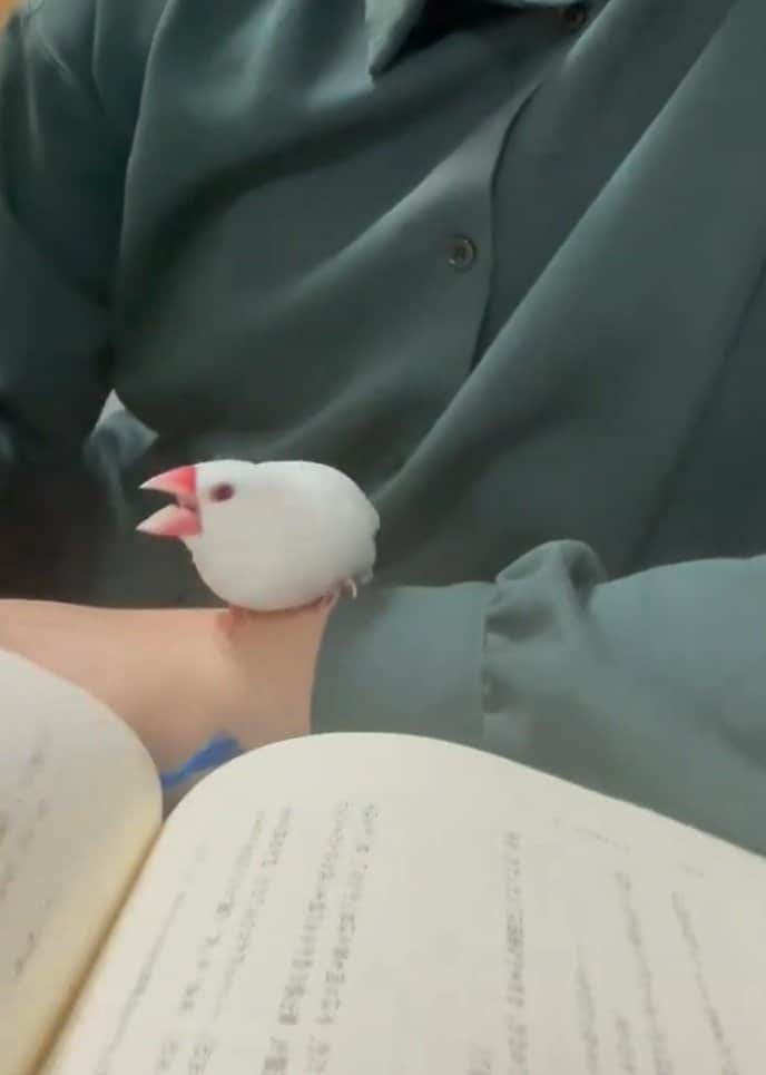 読書にキレる文鳥