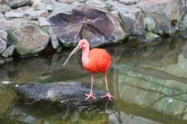 投稿の画像で橋の上でくつろいでいた個体（提供：松江フォーゲルパーク）