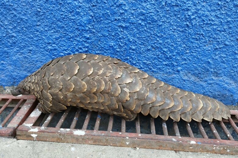 ウロコの違法取引で知られるセンザンコウ（インターポールHPより）