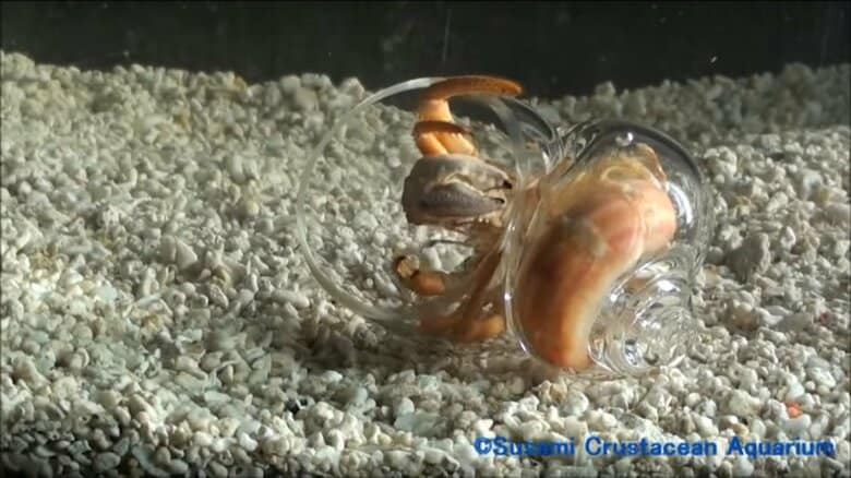 貝殻に入るまで(3)。すっぽりと収まってみた(画像提供：すさみ町立エビとカニの水族館)