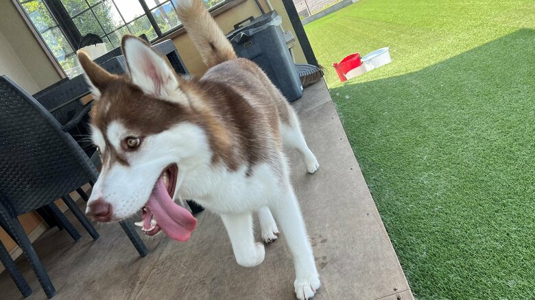 ドッグランでの一コマ