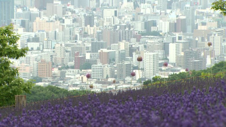 ラベンダーと峠から見下ろす札幌の街並みの共演が魅力