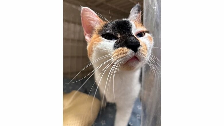 甘えん坊だという