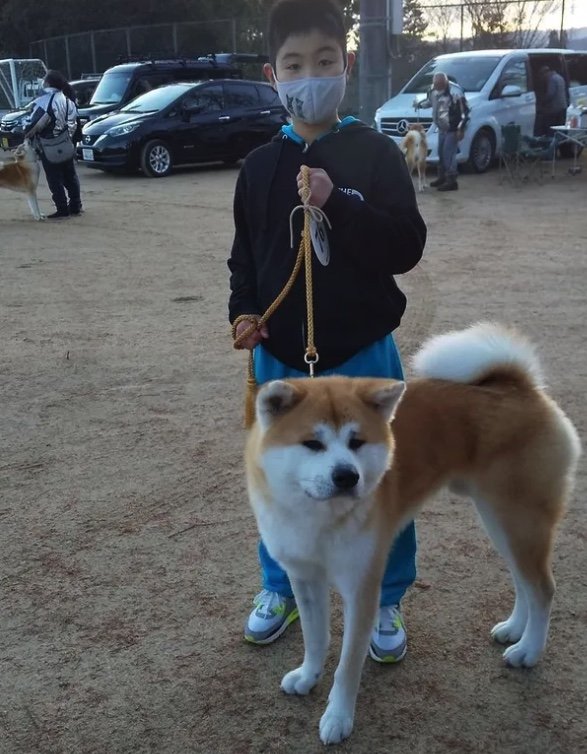 提供：秋田犬 杏(あん)と蓮(れん)さん
