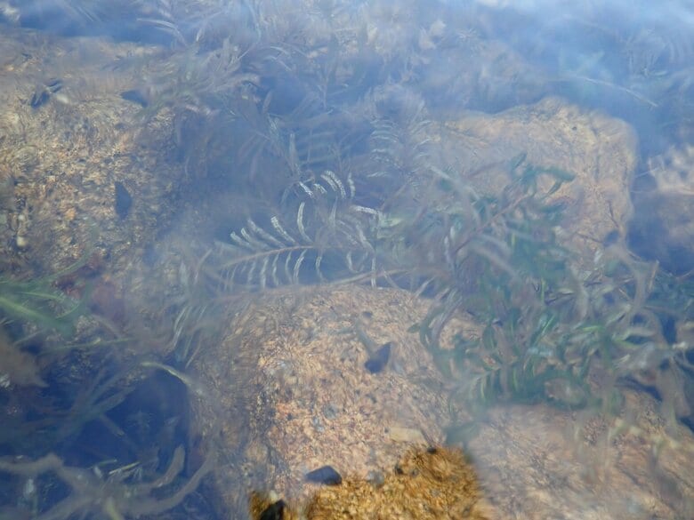 キイロネクイハムシの生息場所の様子（撮影：京都大学大学院・加藤眞教授）