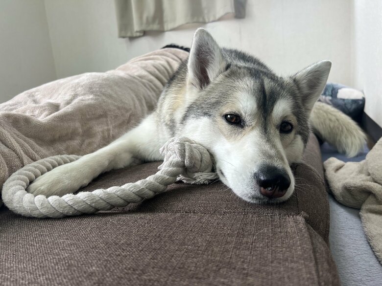 提供：ハスキーいちみちゃんと田舎暮らしさん