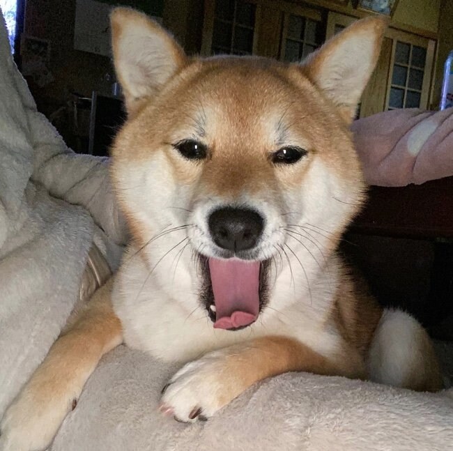 提供：shiba_mugi_さん