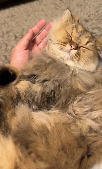 提供：ひなたさん