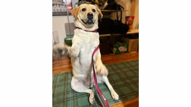 「お散歩行く人～？」と聞くと「はーい！」とお返事