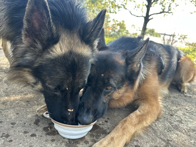 提供：Tobi and Bobi シェパード兄弟犬さん