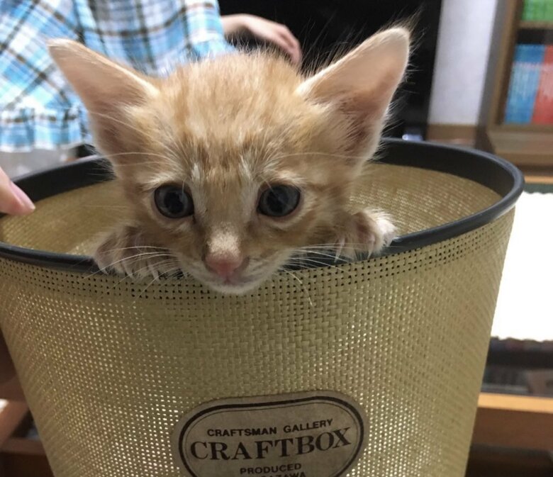 小さな頃の猫郎くん