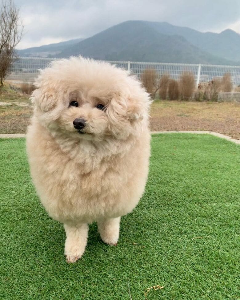 提供：＠tsuru_323さん