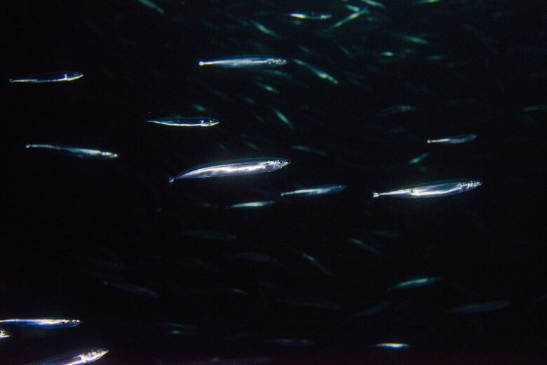 水槽内を泳ぐサンマ（画像提供：アクアマリンふくしま）