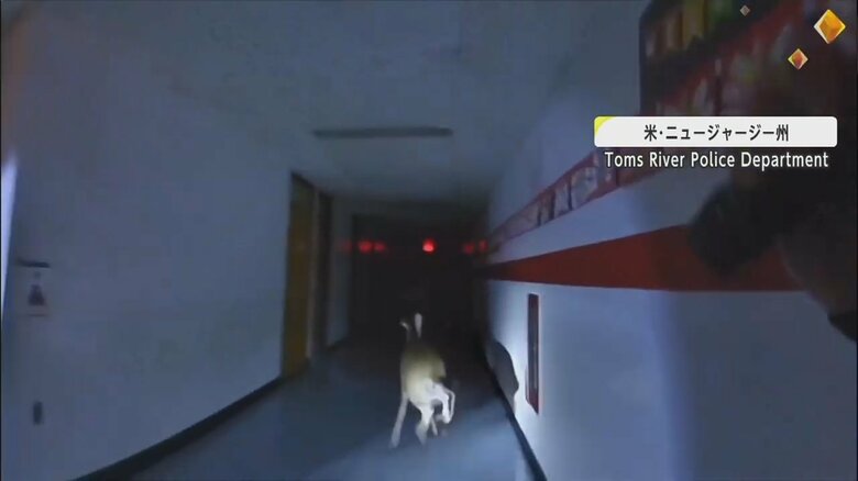 深夜の小学校を逃げ回るシカの様子②