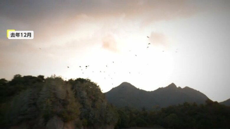 宮島に来るカワウ