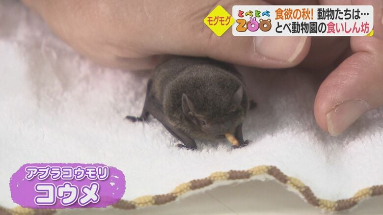 現在離乳中　アブラコウモリのコウメちゃん