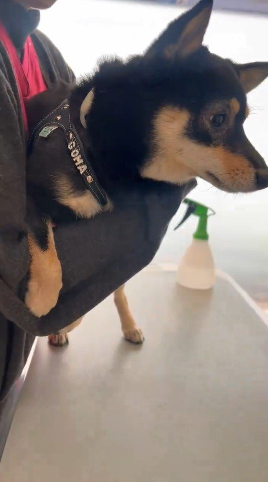 提供：豆柴ごま娘さん