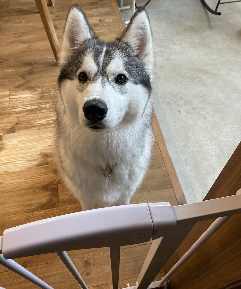 「散歩って言った？」