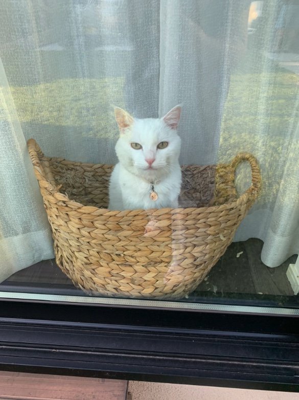 提供：@hakusama0906