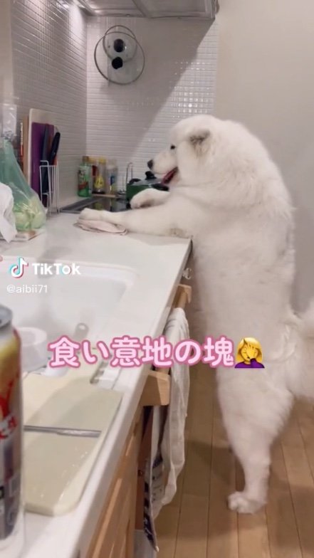 提供：ibukimama38さん