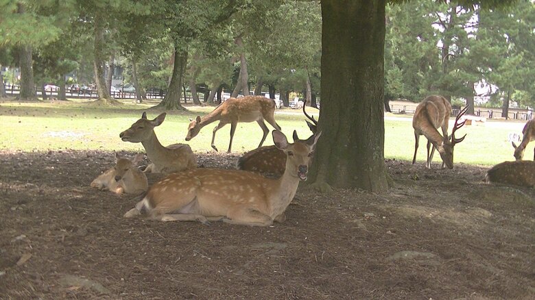 奈良公園周辺の二ホンジカ（提供：奈良⼥⼦⼤学・遊佐陽⼀教授）