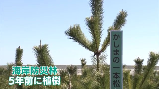「かしまの一本松」の後継を植樹