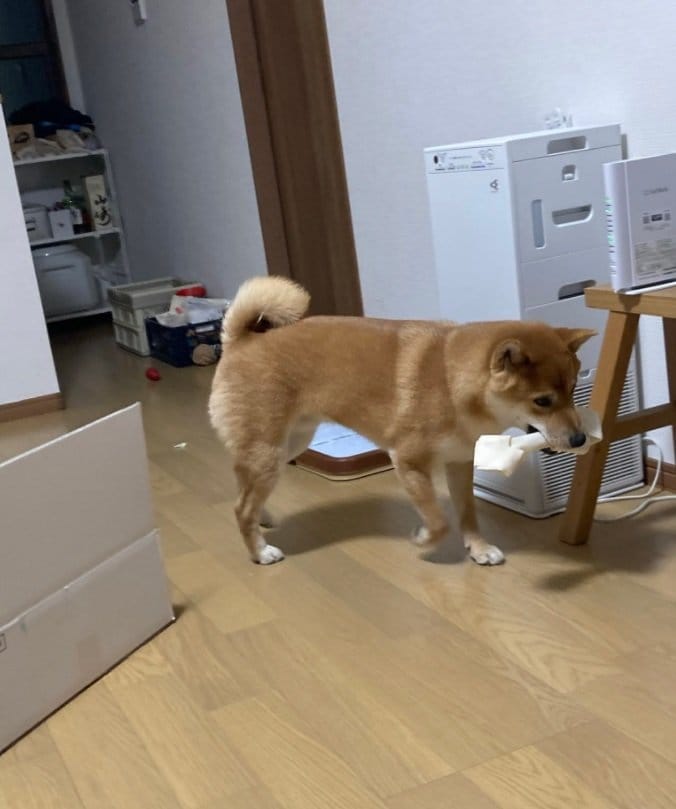 骨ガムを持ち歩く琥太郎くん