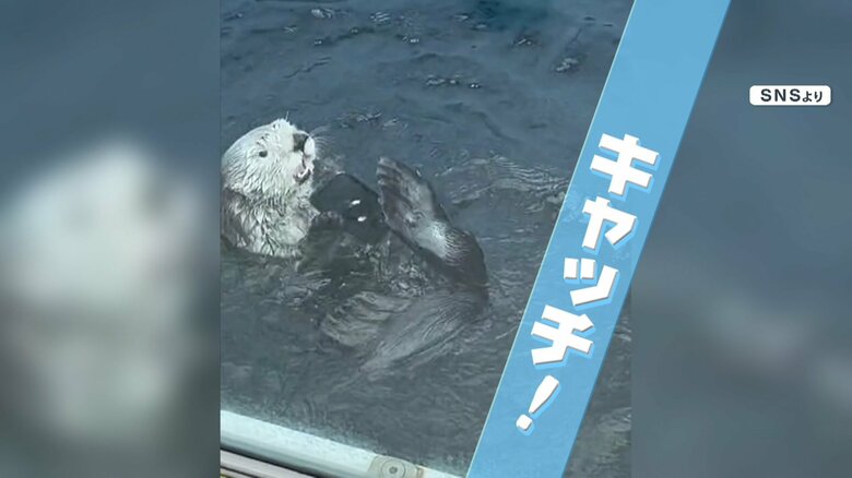 来園者が落としてしまったスマホ