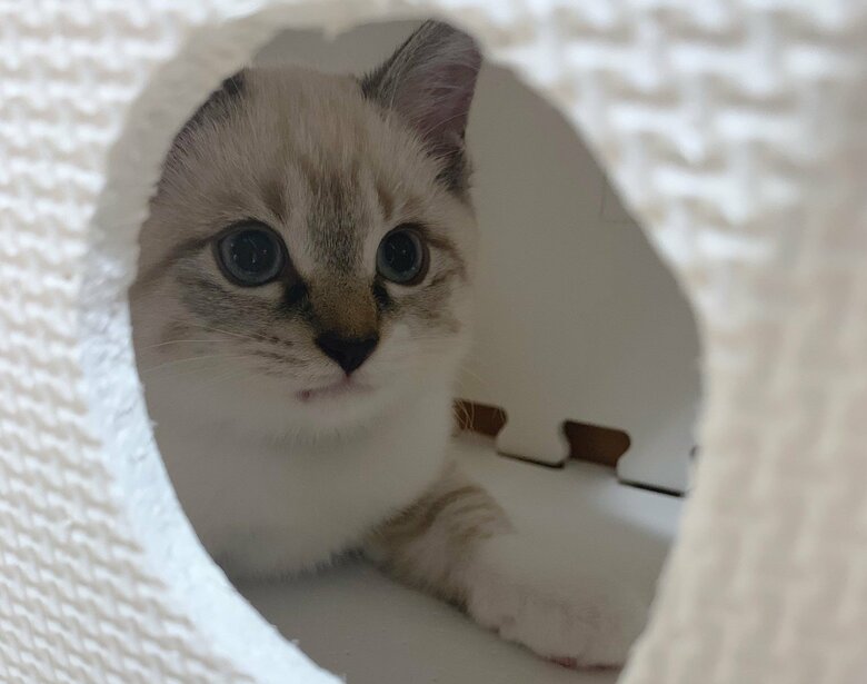 2021年10月ごろ。成長して毛並みにも変化が