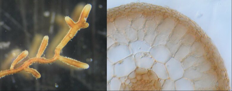 ホンセイヨウショウロの菌根（提供：森林総合研究所）