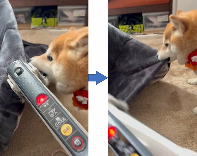 こたつ布団へ噛みついて掃除機から引き離す