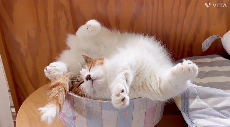 お昼寝するねるちゃん