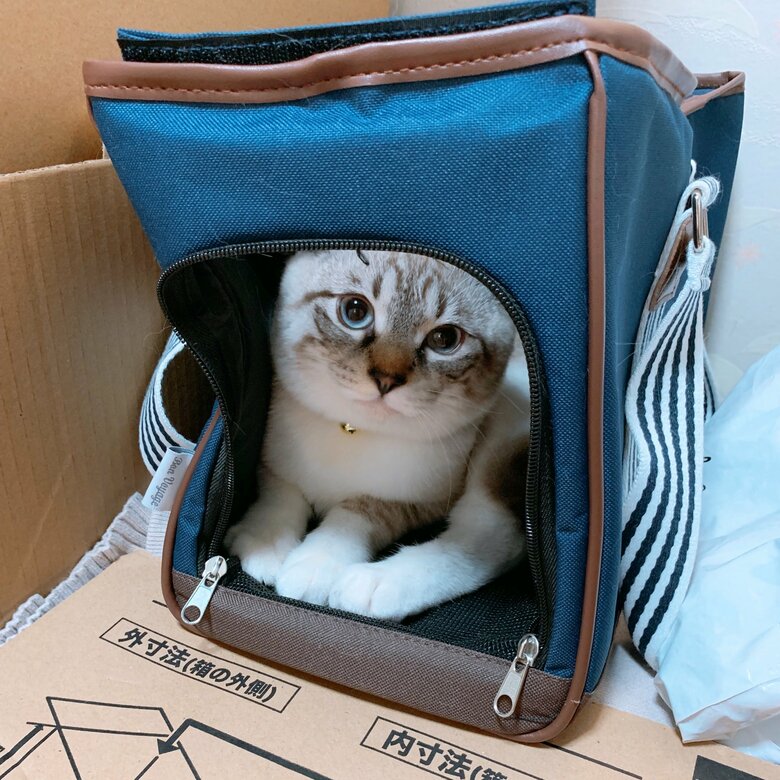 キャリーケースがお気にいり