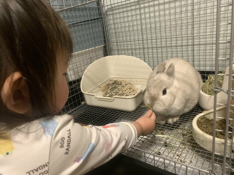 4歳のネザーランドドワーフのミロくんも飼っている（提供：うさぎと暮らしと。さん）