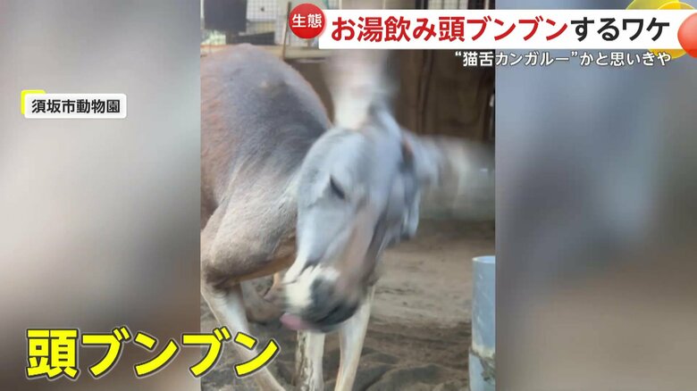 お湯を飲んだ後、頭を振るエイトくん
