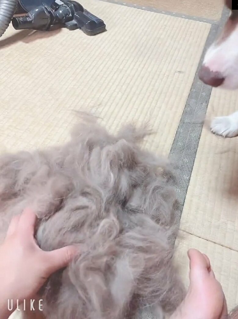 ブラッシングで抜けた毛