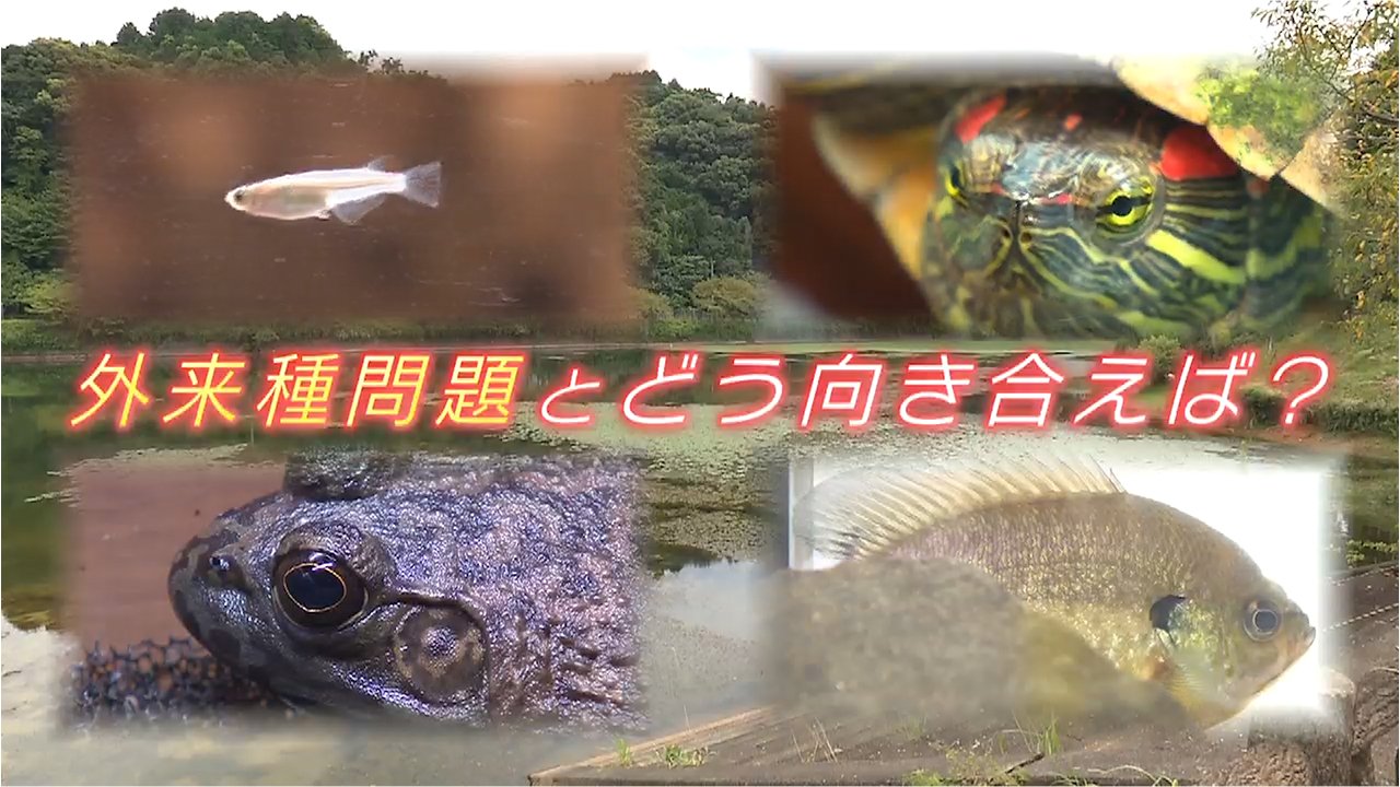 外来種のメダカを科学館で展示 外来種問題との向き合い方とは？【佐賀発】