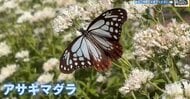 旅するチョウ「アサギマダラ」が飛来　地元住民が好物フジバカマを栽培　広島・竹原市