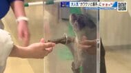宮島水族館のアイドル「スナメリ」にエサやり　「コツメカワウソ」と握手に「ずきゅん。」　【棚さんぽ】