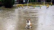「シャンプーしたばっかり」柴犬がどしゃぶりの公園でまさかの帰宅拒否…何かあったの？その後を聞いた