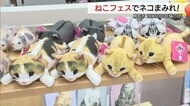 2月22日“にゃん・にゃん・にゃん”猫の日にあわせ「ねこフェス」癒しの空間に「たまらにゃい」（鳥取）
