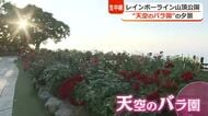 【中継】夕暮れ時のレインボーライン「天空のバラ園」から望む絶景！　満開のバラに囲まれ…ローズソフトでうっとり