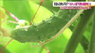 光が欲しい…　“おかしな夏”に影響受ける福島のキュウリ農家　日照不足で生育に異変　収穫量減少