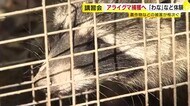 アライグマによる農作物など被害相次ぐ　福岡県庁で「わなの仕掛…