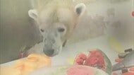 ホッキョクグマのマルルお誕生日会　熊本市動植物園から北海道釧路市動物園に引っ越し