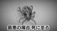 急増「草むらの吸血鬼」マダニ　驚くほど身近な場所に…専門家に聞く「生態と対処法」 感染症が重症化すると死に至ることも